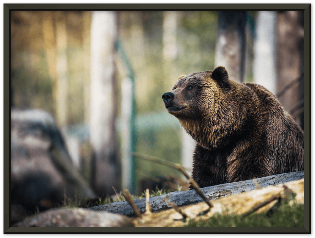 Happy Bear - Print - MetalPlex