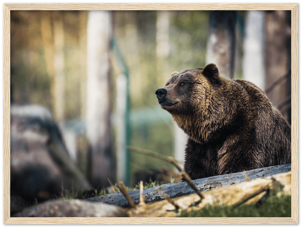 Happy Bear - Print - MetalPlex