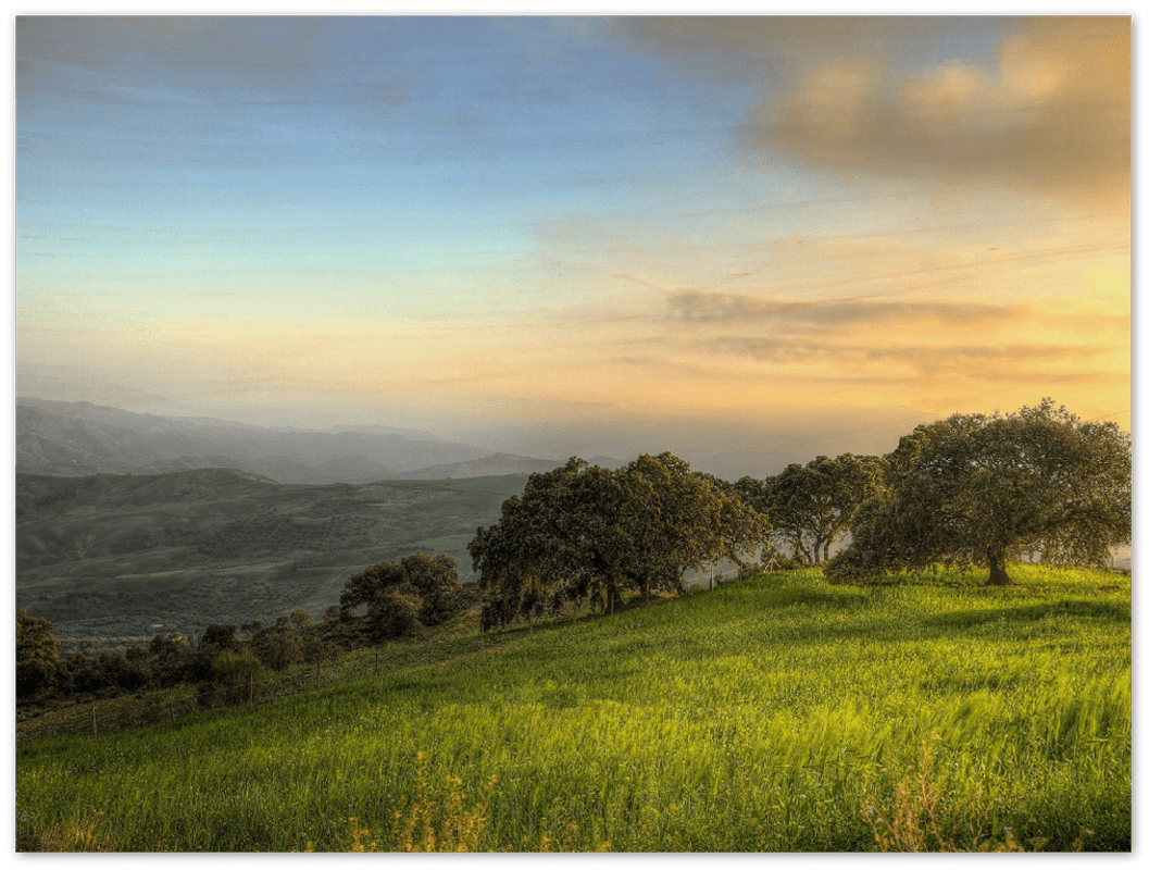 Hillside Trees - Print - MetalPlex