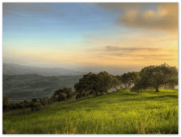 Hillside Trees - Print - MetalPlex