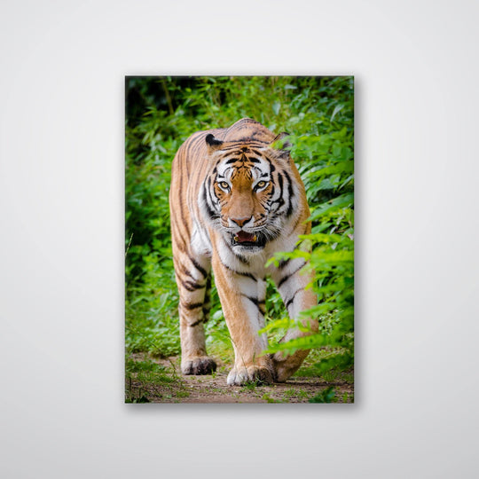 Hunting Tiger - Print