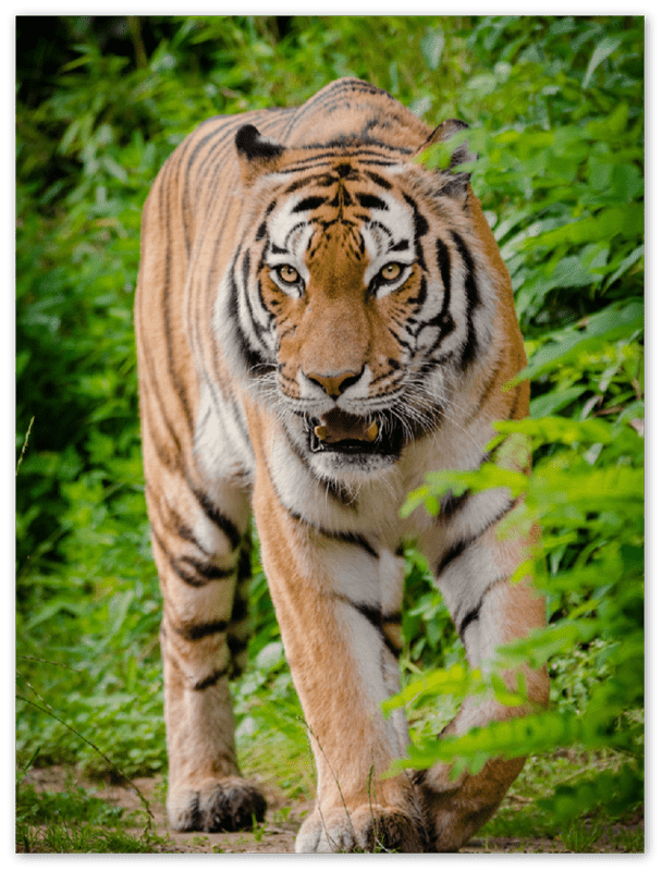 Hunting Tiger - Print - MetalPlex