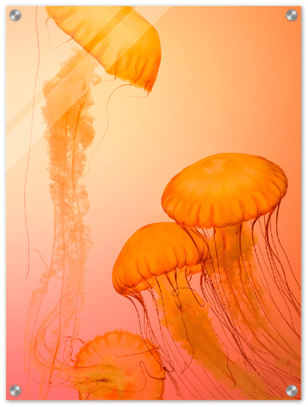 Jellyfish Alternative - Print - MetalPlex