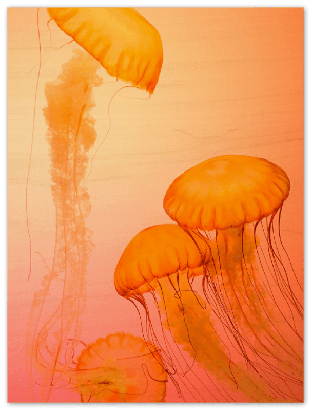Jellyfish Alternative - Print - MetalPlex