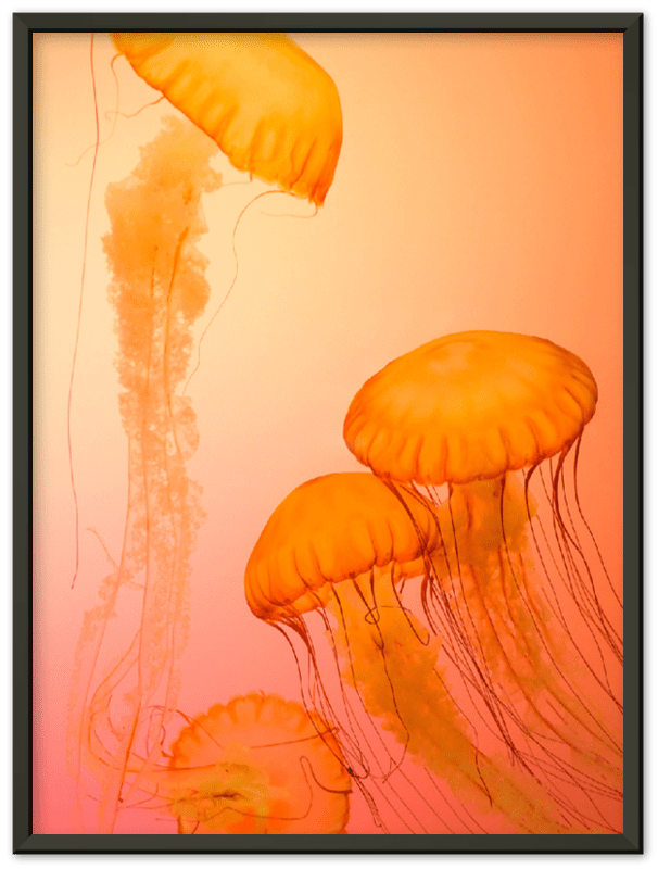 Jellyfish Alternative - Print - MetalPlex