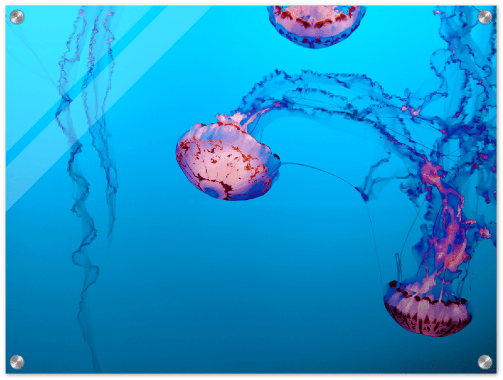 Jellyfish - Print - MetalPlex
