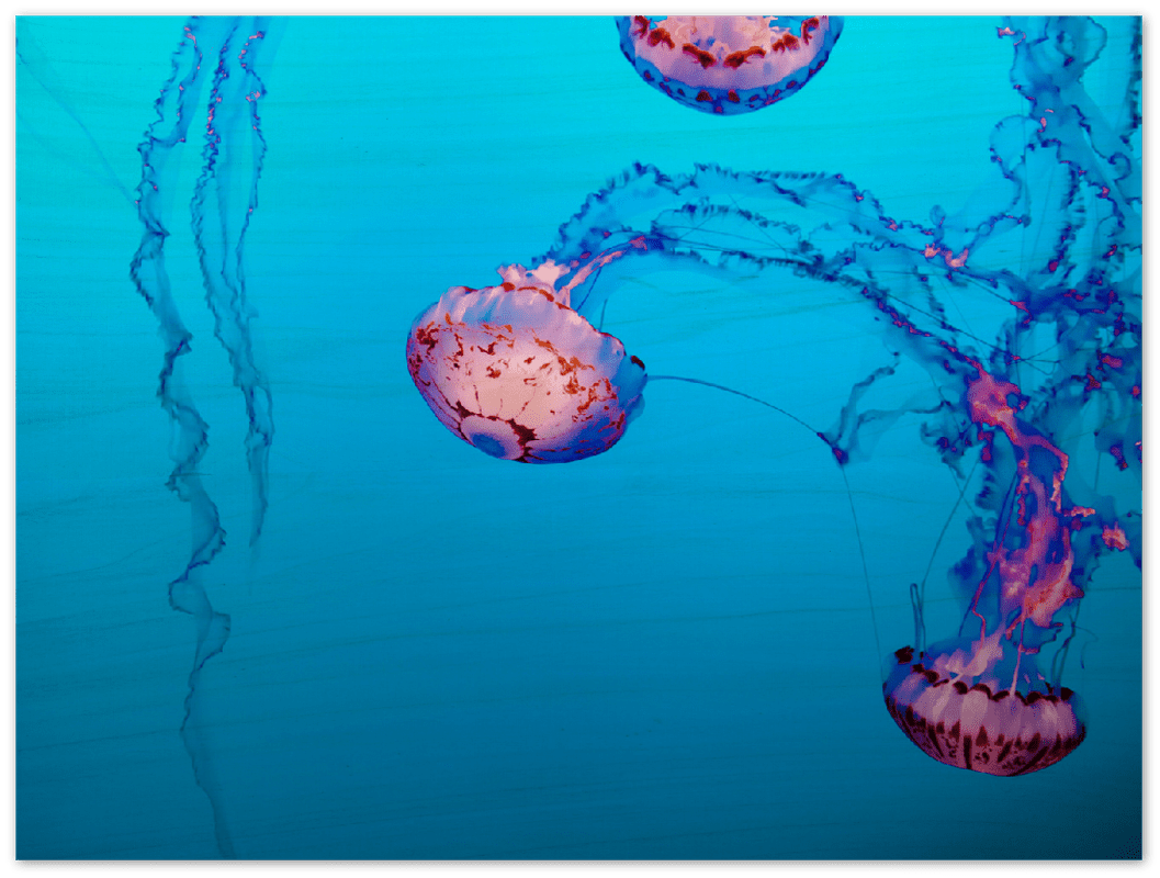 Jellyfish - Print - MetalPlex
