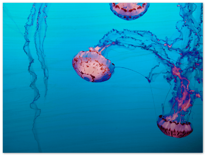 Jellyfish - Print - MetalPlex