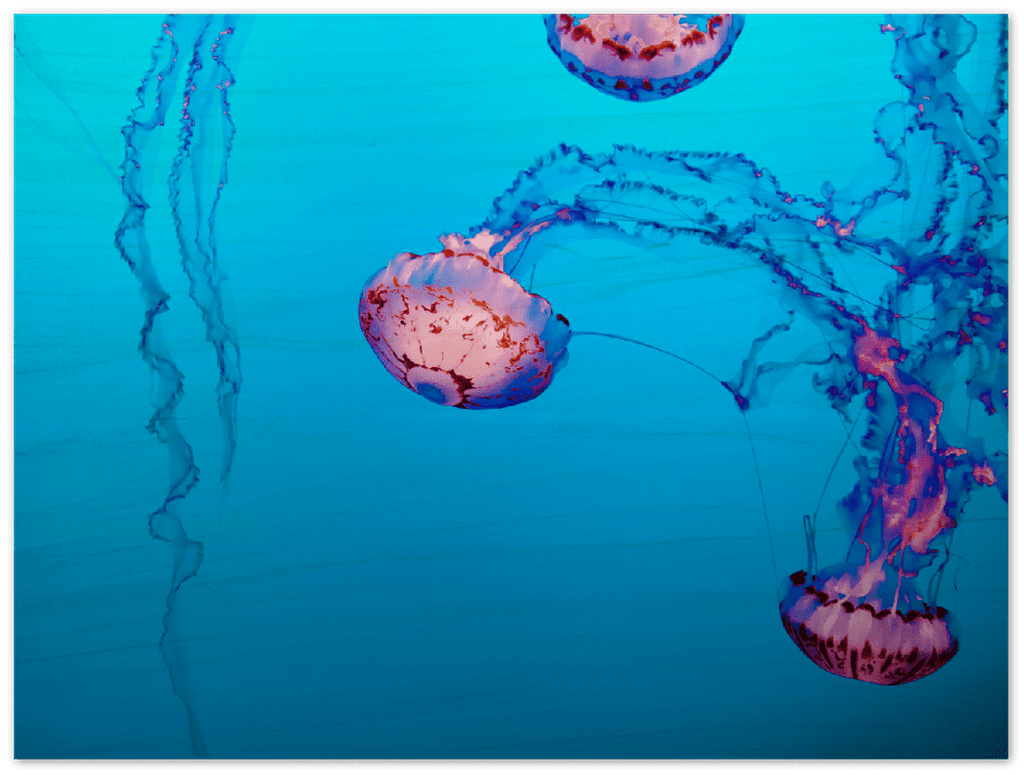 Jellyfish - Print - MetalPlex