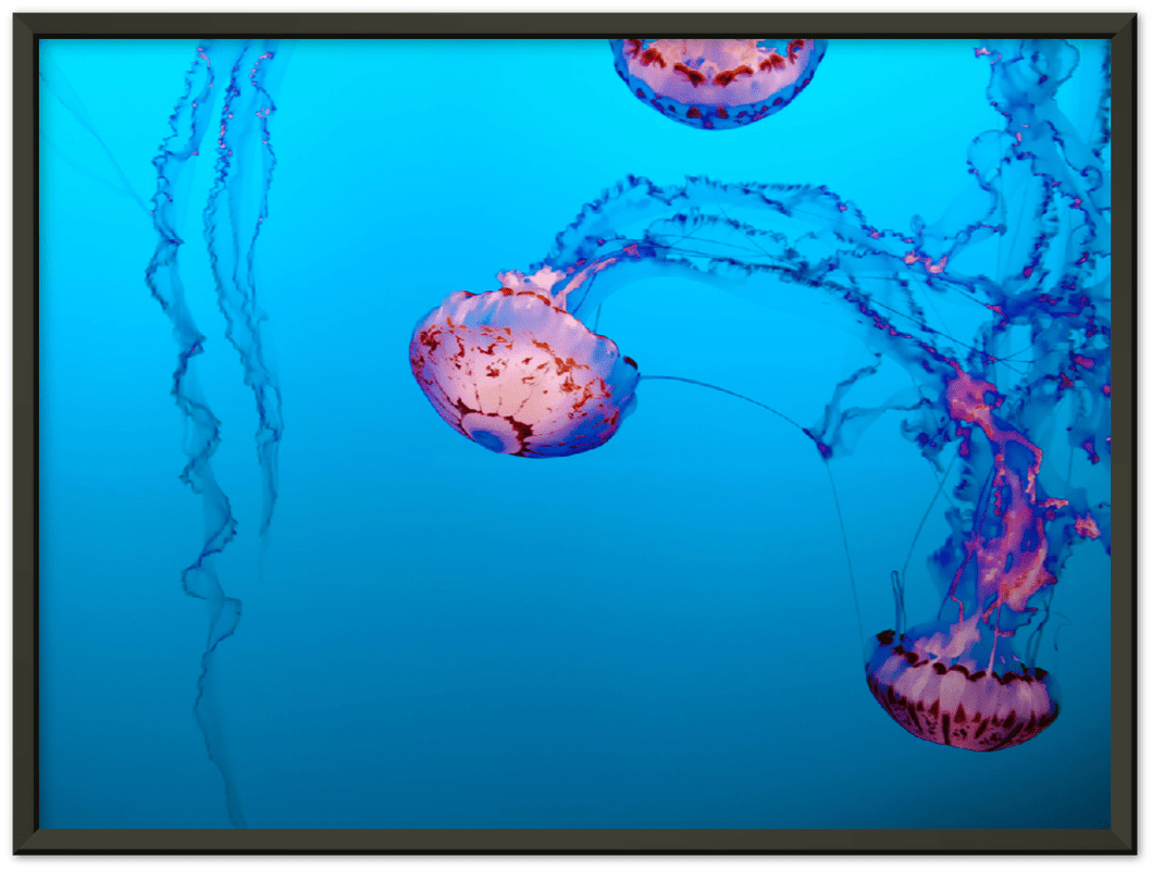 Jellyfish - Print - MetalPlex