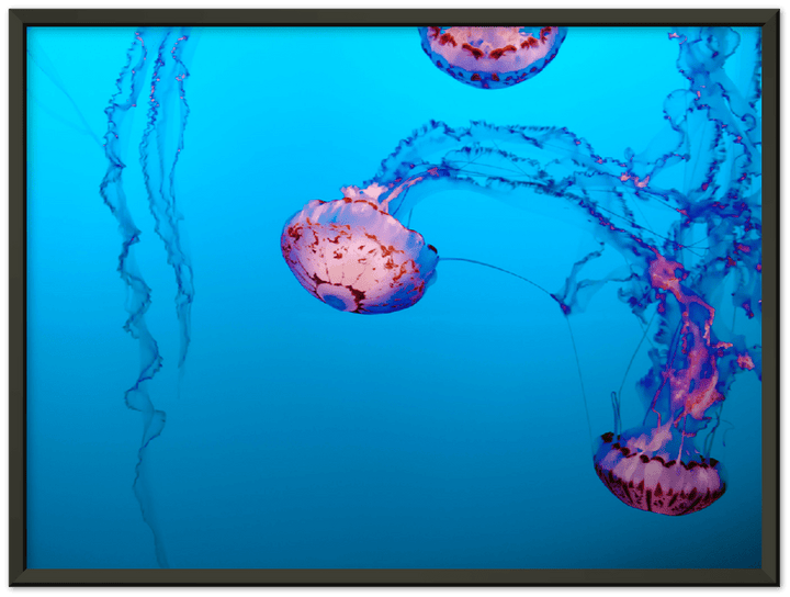 Jellyfish - Print - MetalPlex