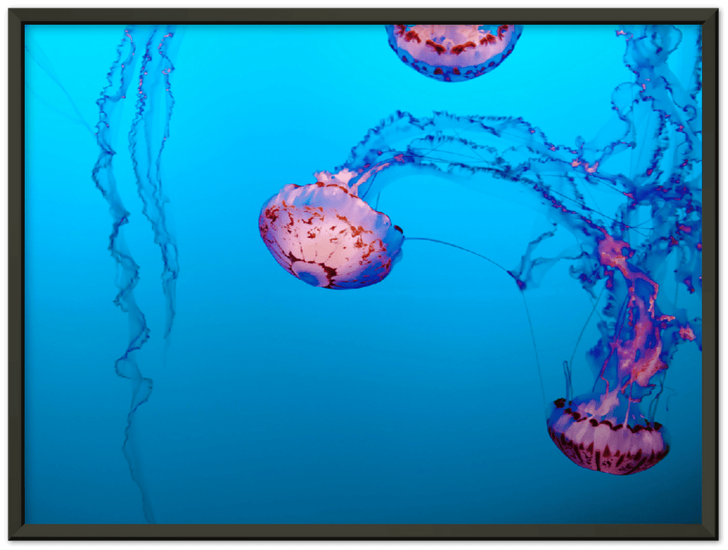 Jellyfish - Print - MetalPlex