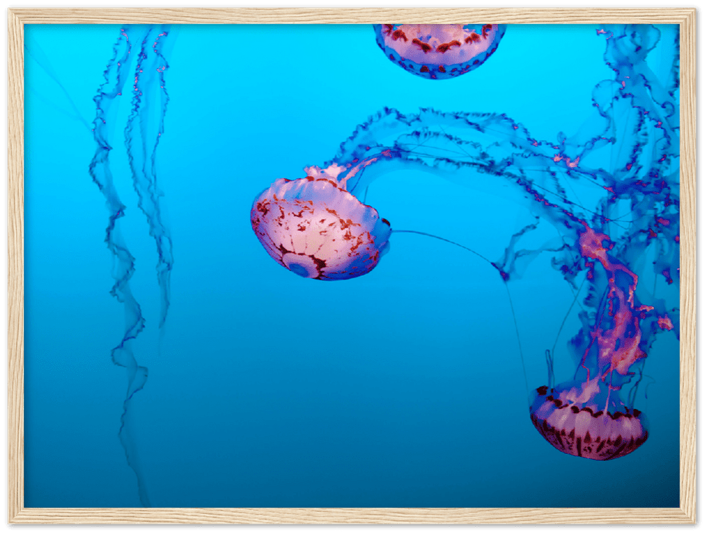 Jellyfish - Print - MetalPlex