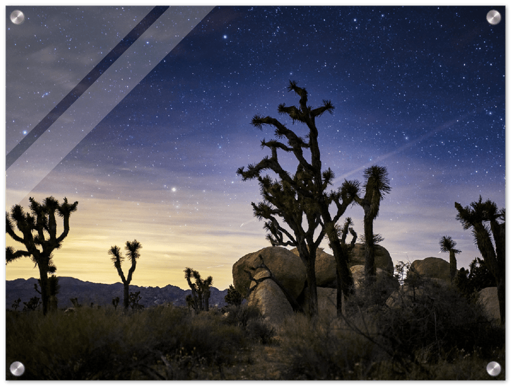 Joshua Tree - Print - MetalPlex