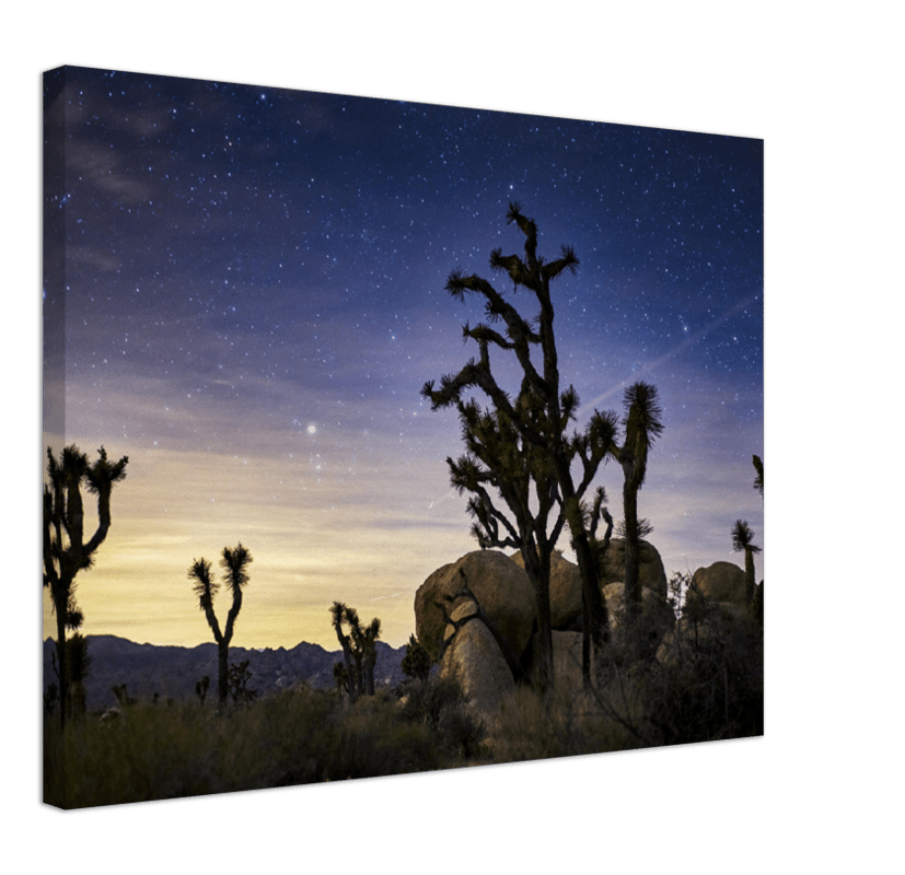 Joshua Tree - Print - MetalPlex