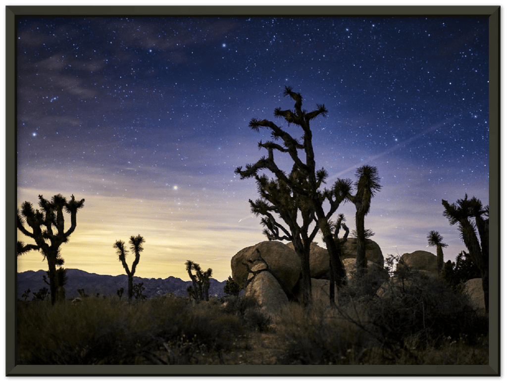 Joshua Tree - Print - MetalPlex