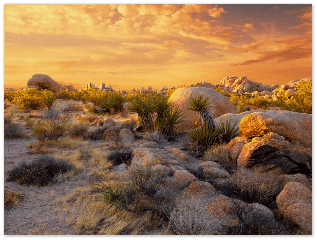 Joshua Tree Sunset - Print - MetalPlex