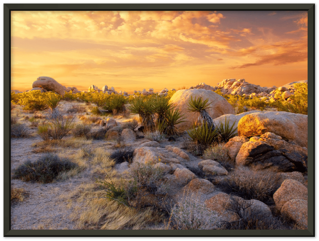 Joshua Tree Sunset - Print - MetalPlex