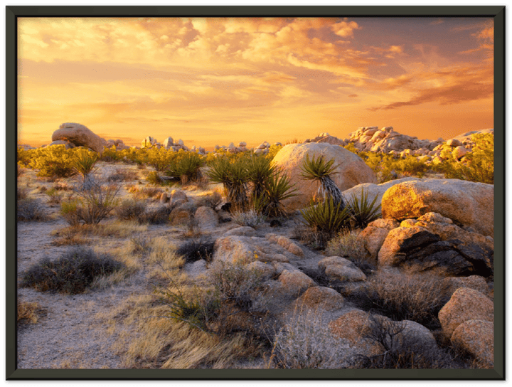 Joshua Tree Sunset - Print - MetalPlex