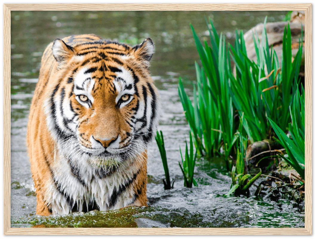 Jungle Tiger - Print - MetalPlex