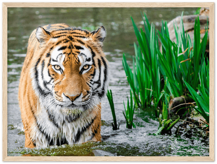 Jungle Tiger - Print - MetalPlex