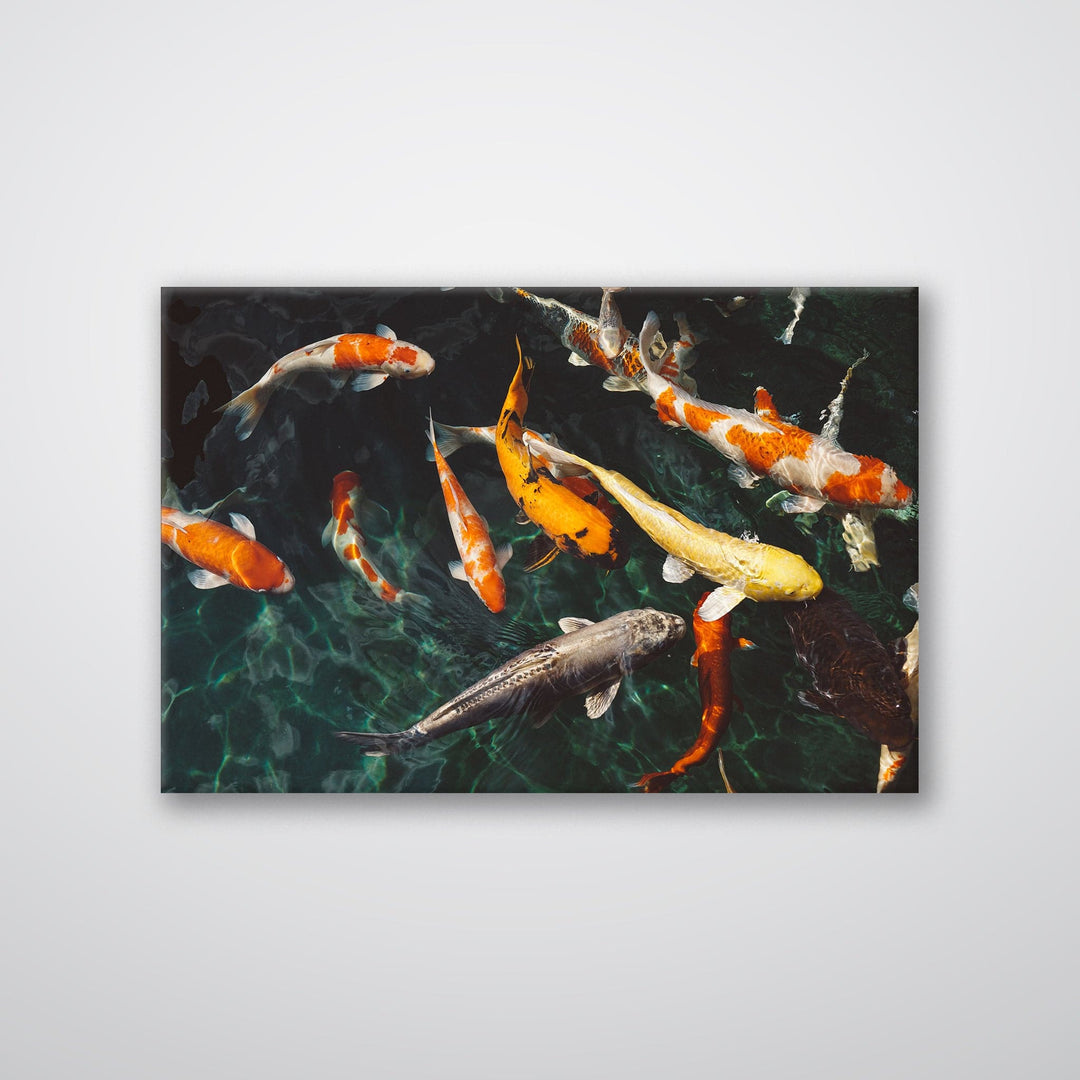 Koi Fish - Print - MetalPlex