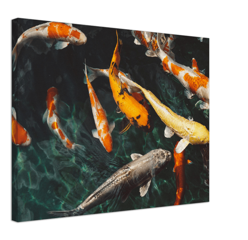 Koi Fish - Print - MetalPlex
