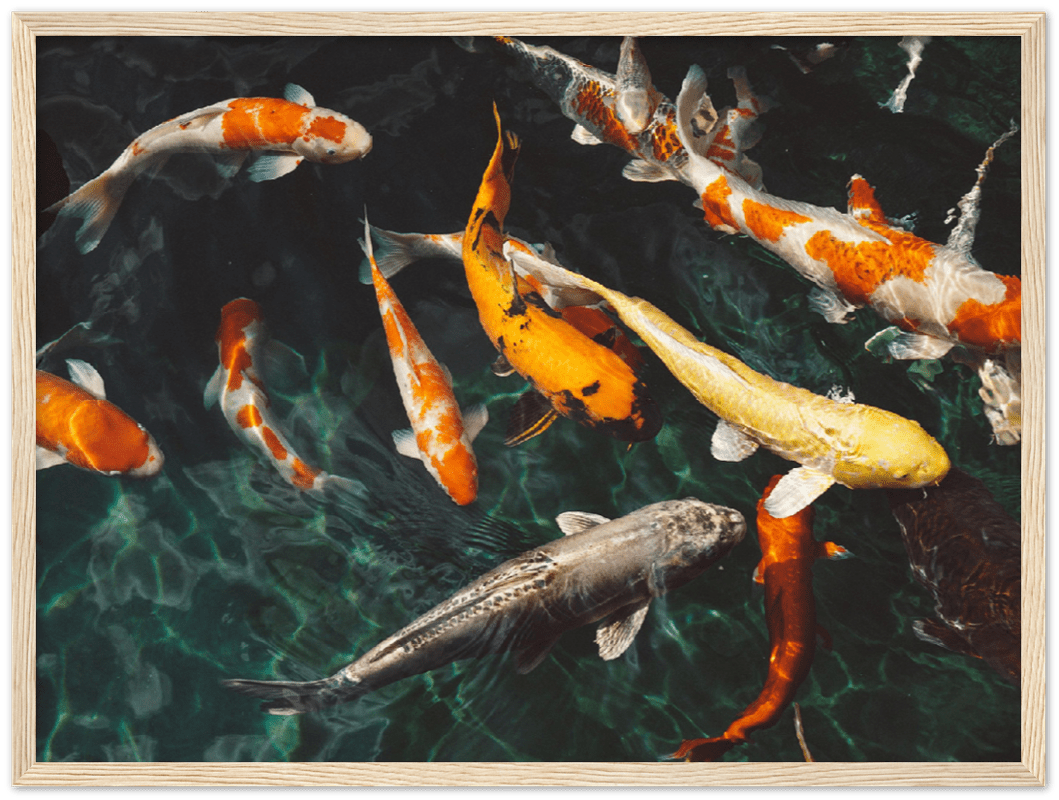 Koi Fish - Print - MetalPlex