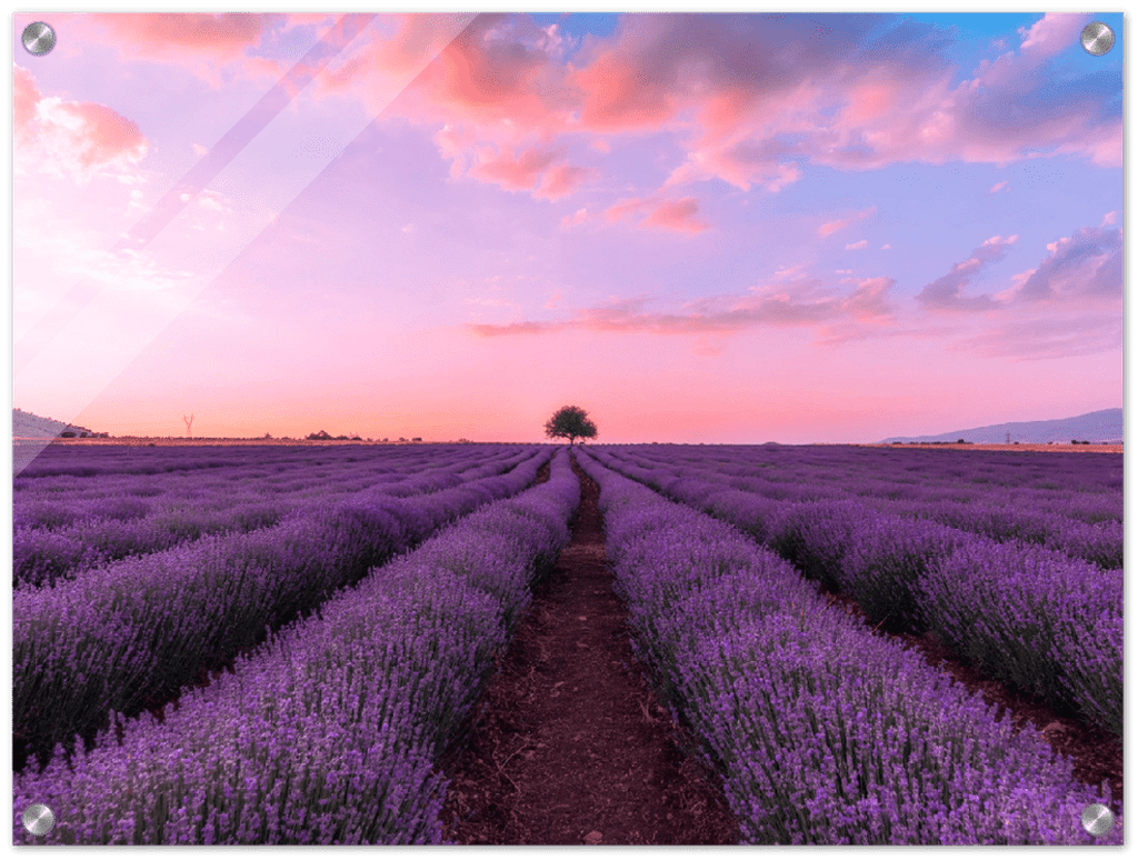 Lavender Fields - Print - MetalPlex