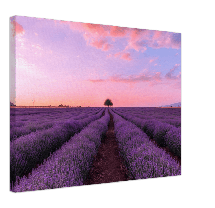 Lavender Fields - Print - MetalPlex
