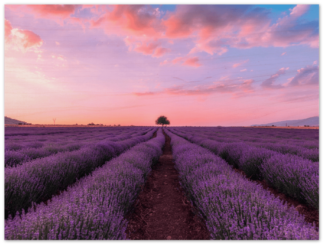Lavender Fields - Print - MetalPlex