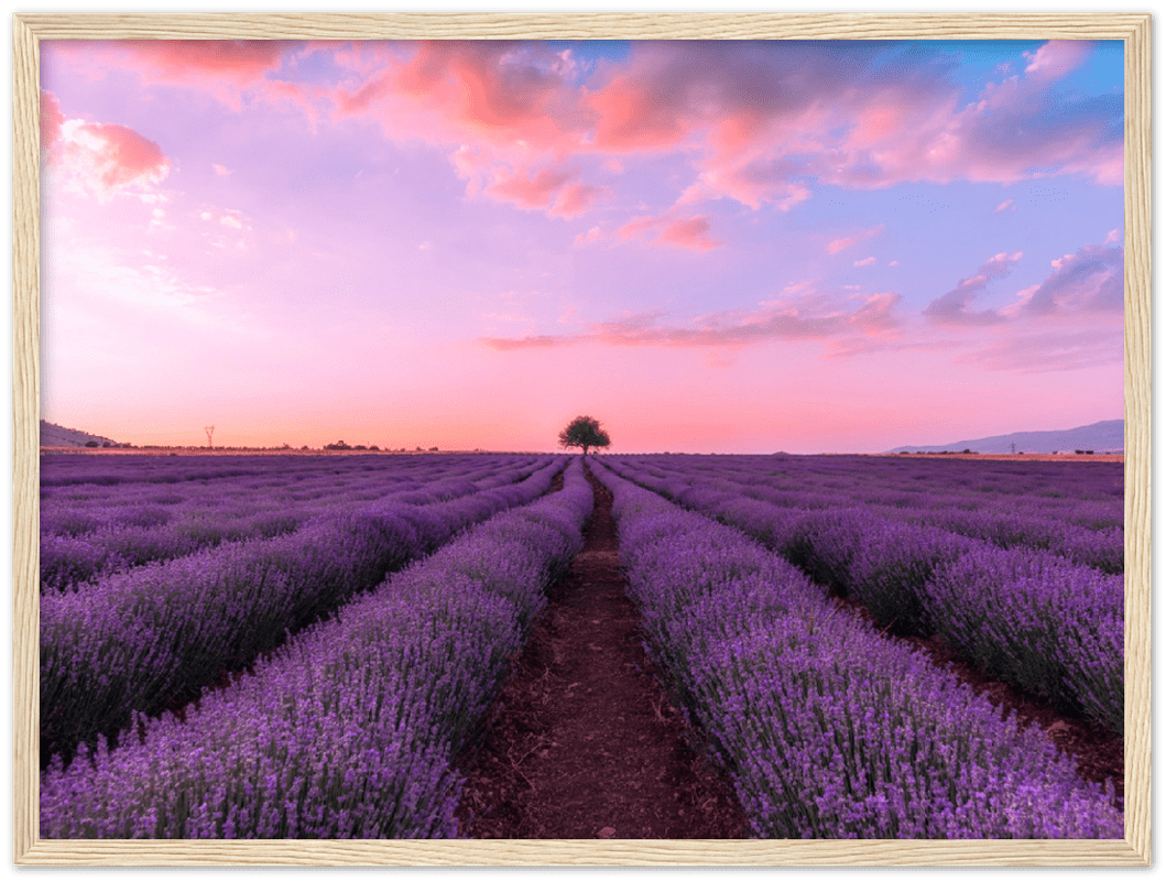 Lavender Fields - Print - MetalPlex