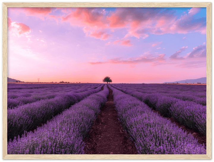 Lavender Fields - Print - MetalPlex