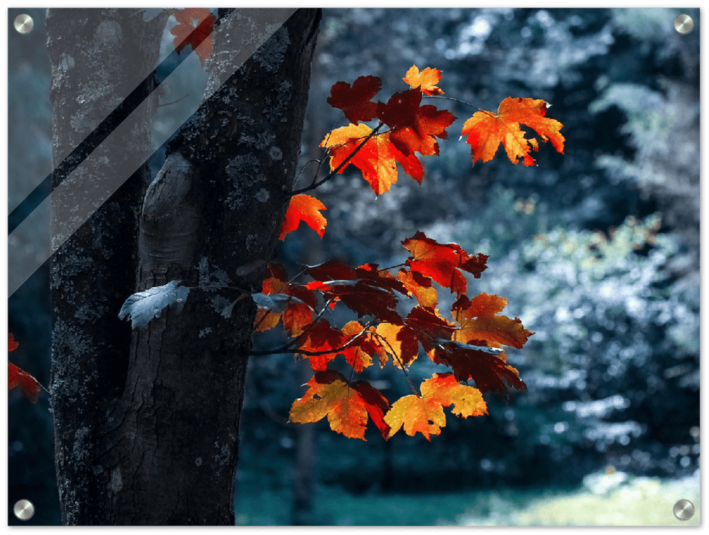 Maple Leaf - Print - MetalPlex