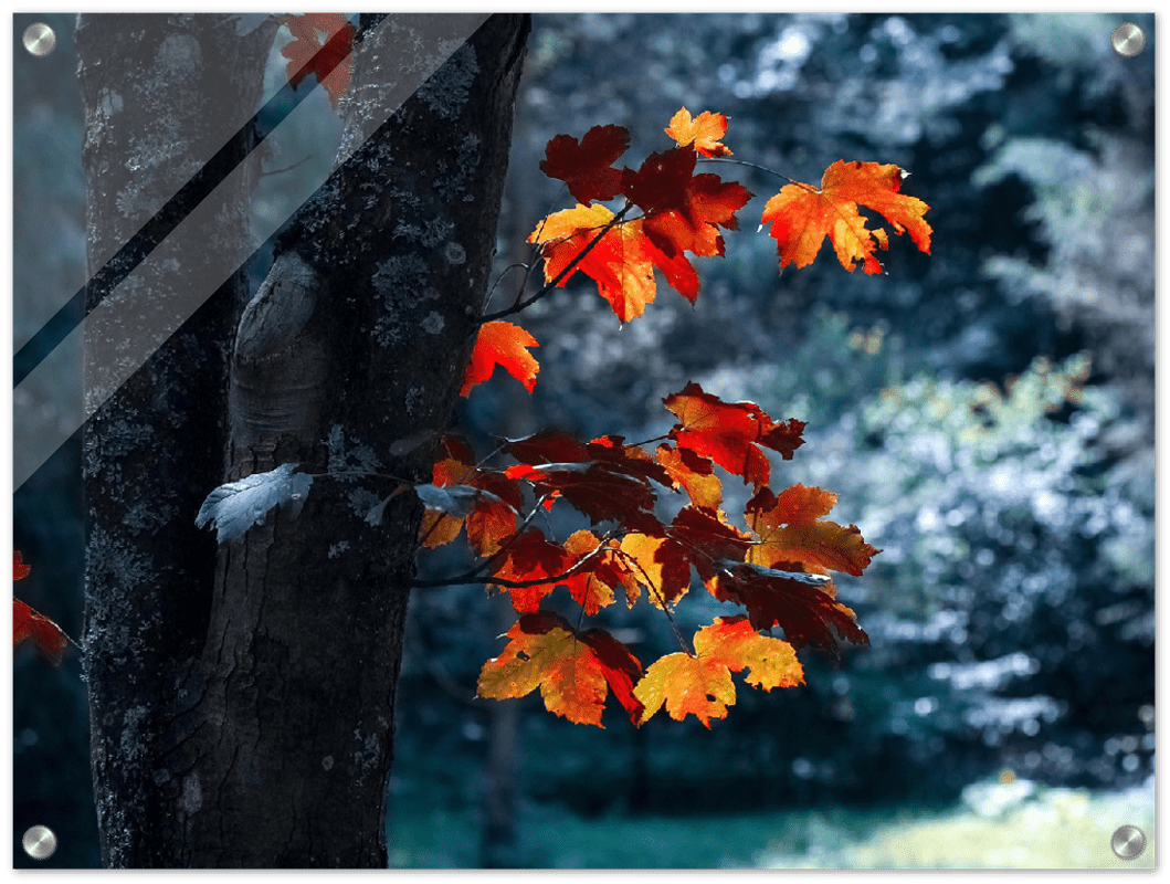 Maple Leaf - Print - MetalPlex