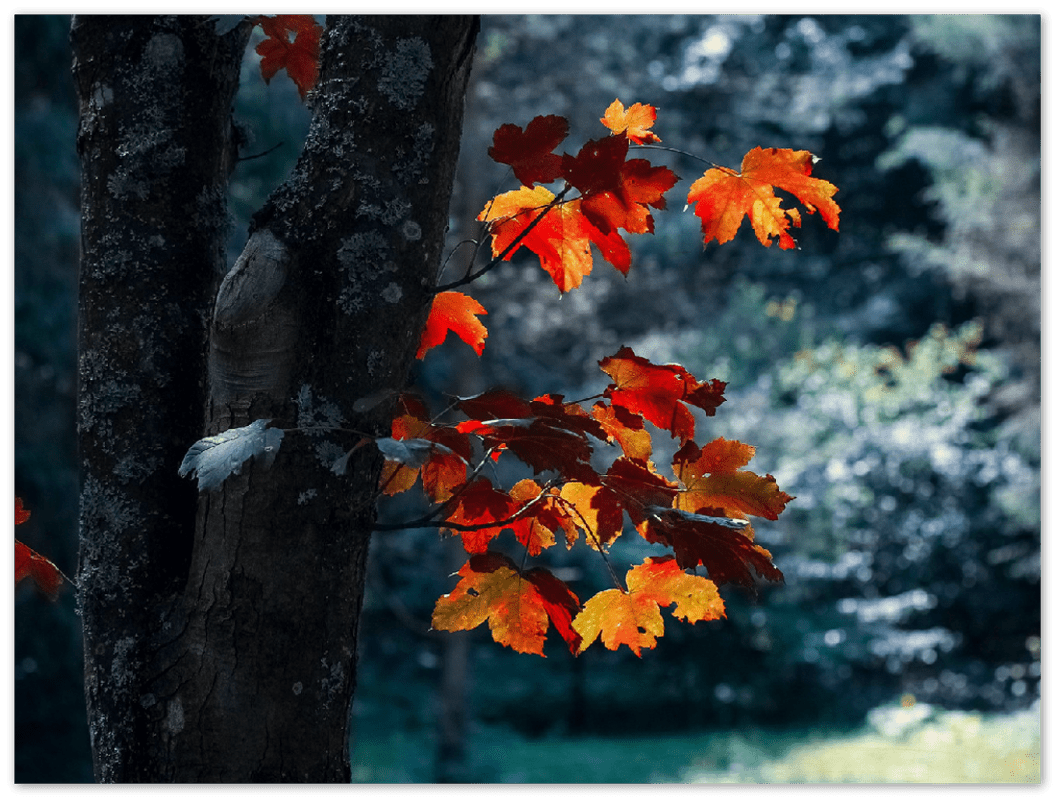 Maple Leaf - Print - MetalPlex