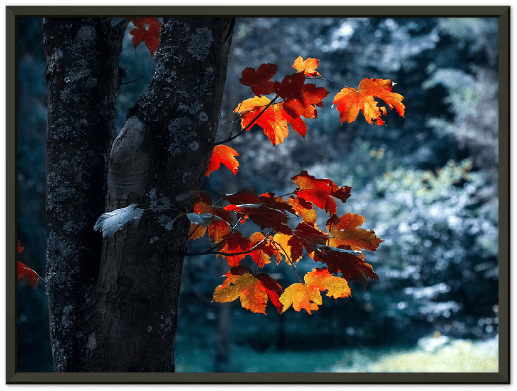 Maple Leaf - Print - MetalPlex