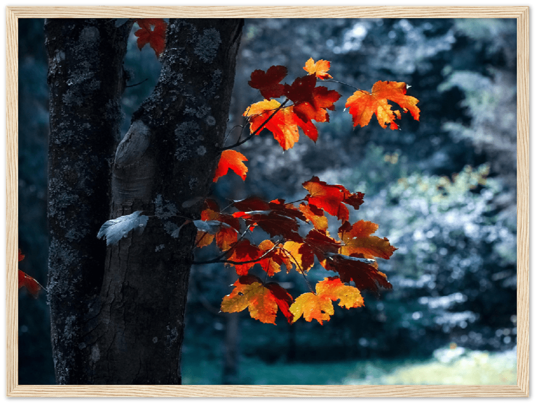 Maple Leaf - Print - MetalPlex