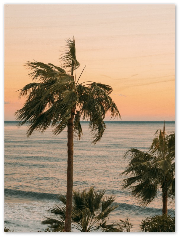 Ocean Palm Trees - Print - MetalPlex