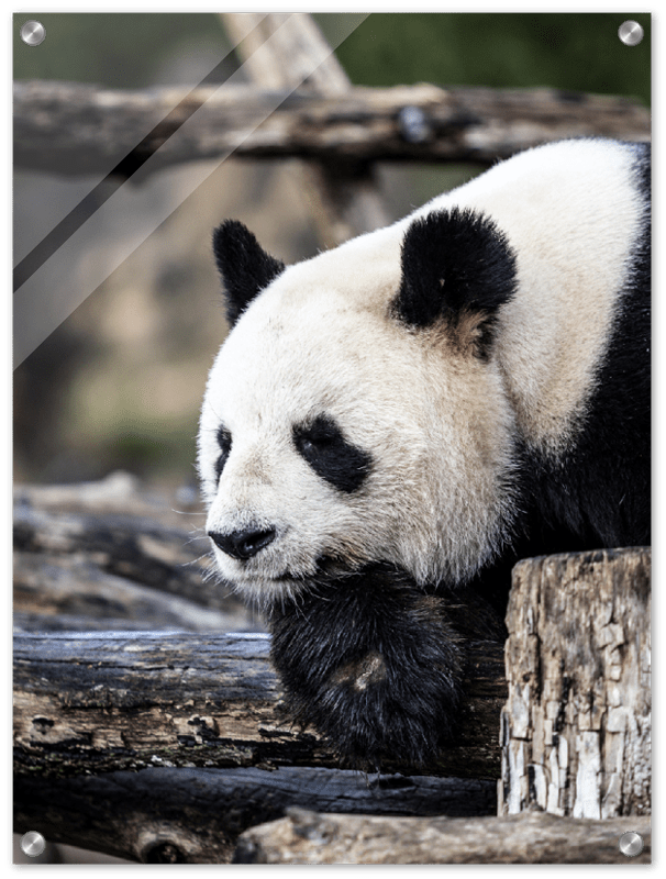 Pondering Panda - Print - MetalPlex