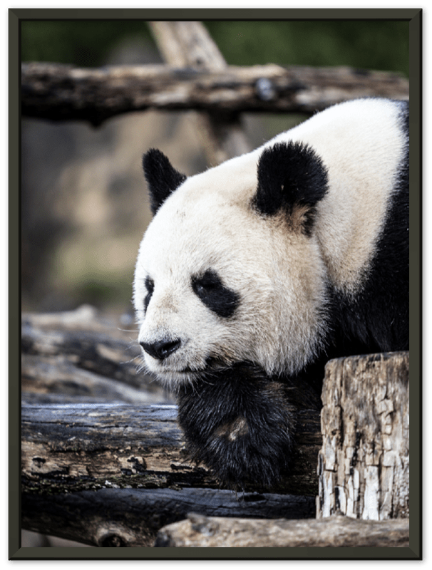 Pondering Panda - Print - MetalPlex