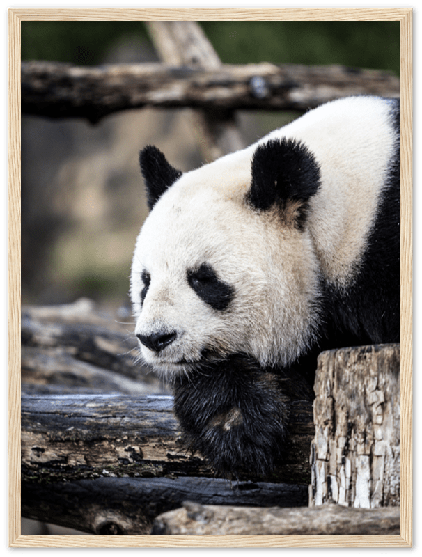 Pondering Panda - Print - MetalPlex