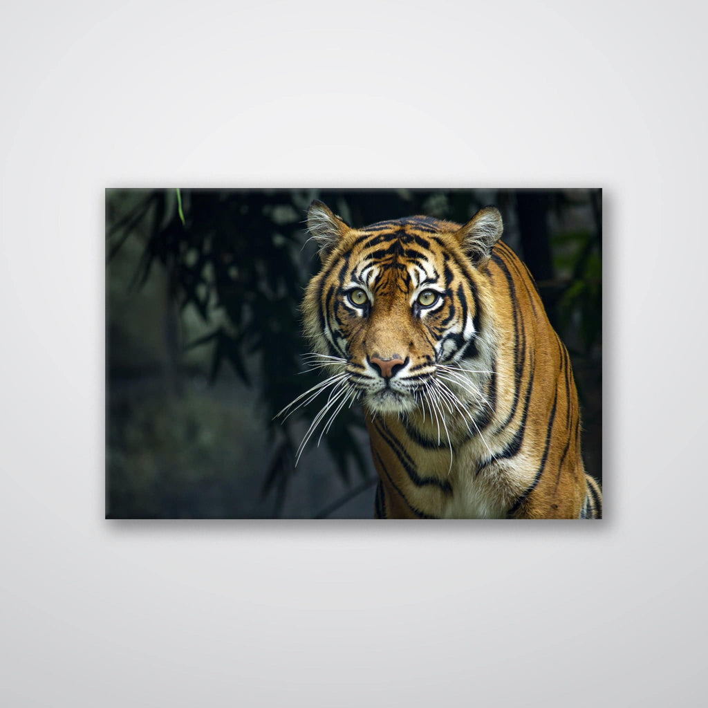 Prowling Tiger - Print - MetalPlex