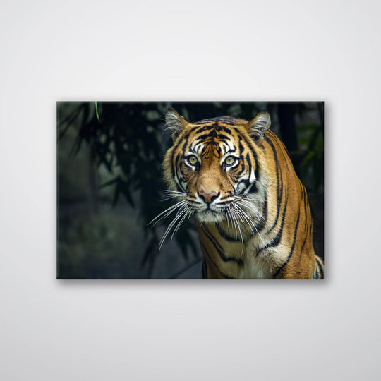 Prowling Tiger - Print