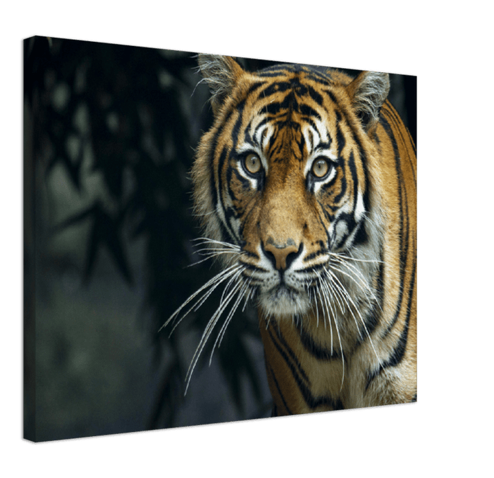 Prowling Tiger - Print - MetalPlex