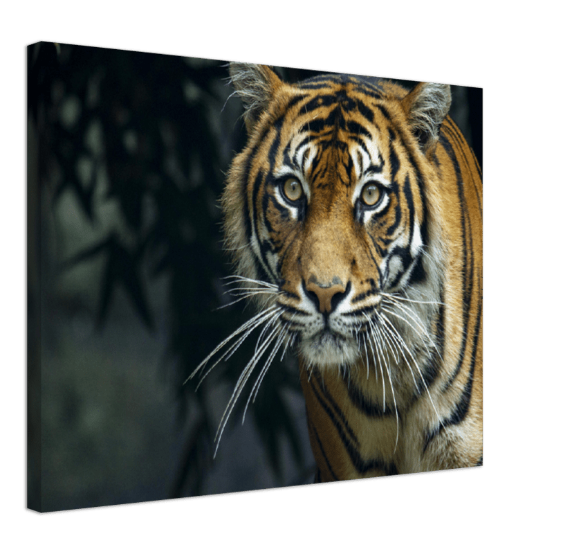 Prowling Tiger - Print - MetalPlex