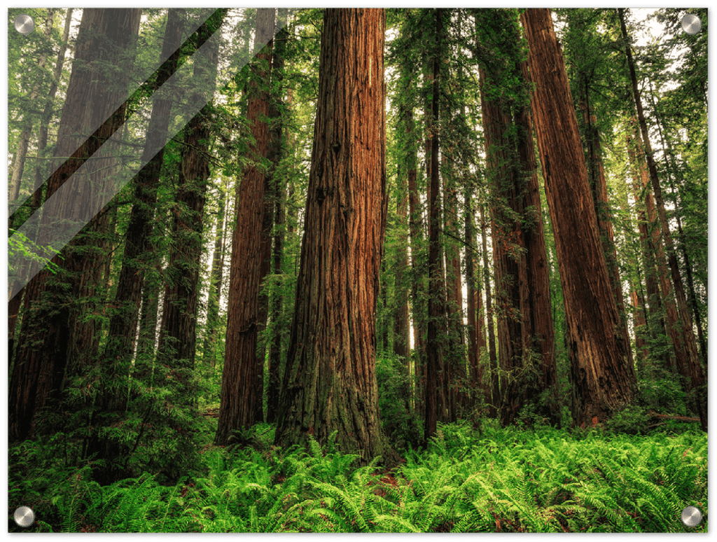 Redwood Ferns - Print - MetalPlex