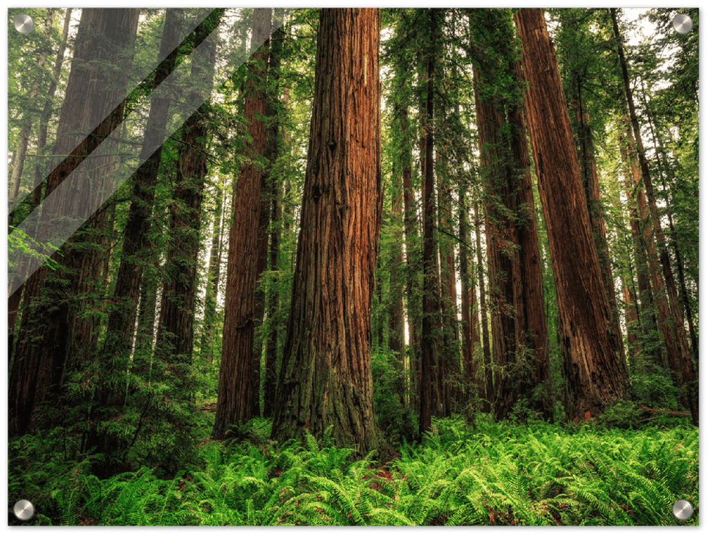 Redwood Ferns - Print - MetalPlex