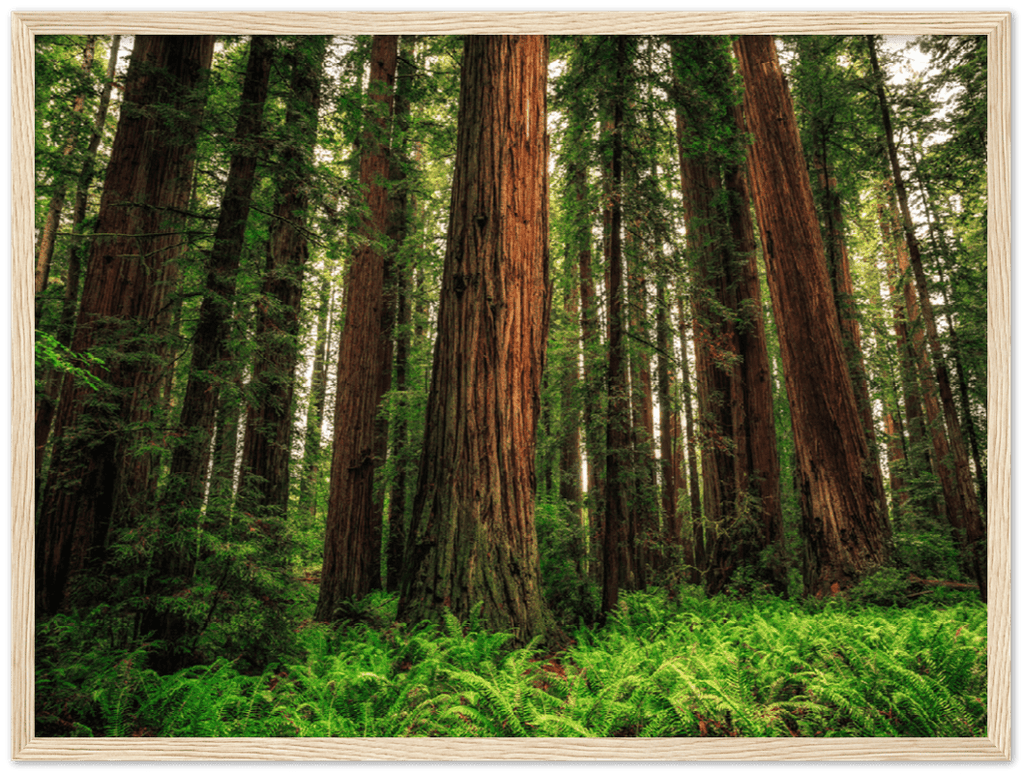 Redwood Ferns - Print - MetalPlex