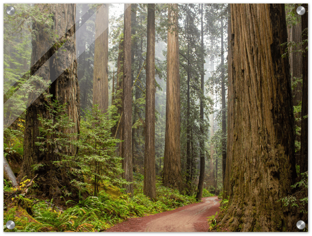 Redwood Forest - Print - MetalPlex